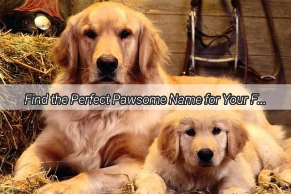 Find the Perfect Pawsome Name for Your FourLegged Friend Expert Tips to Naming Your Dog